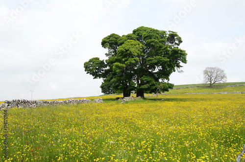 Field of buttercups,Wetton,Peak District photo