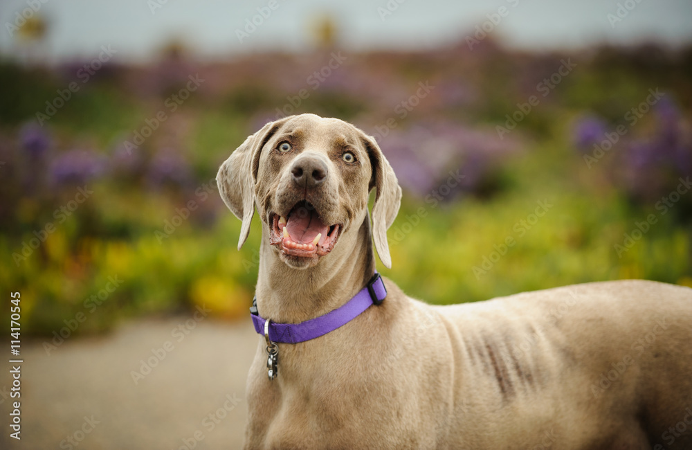 Weimaraner with big smile by field with purple flowers