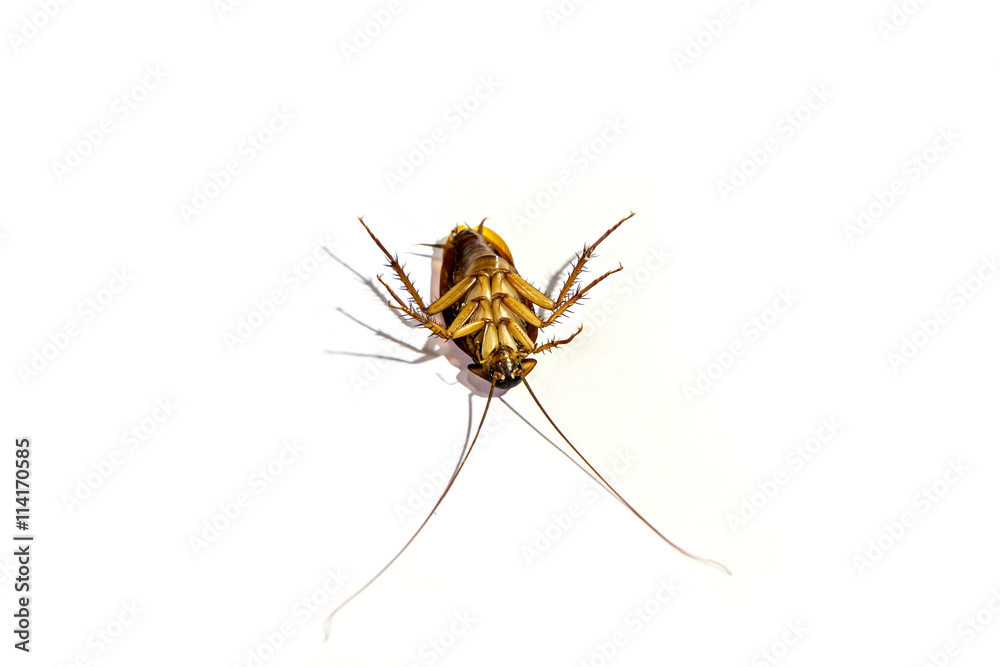 Cockroach isolated on white background Cockroach isolated on white background