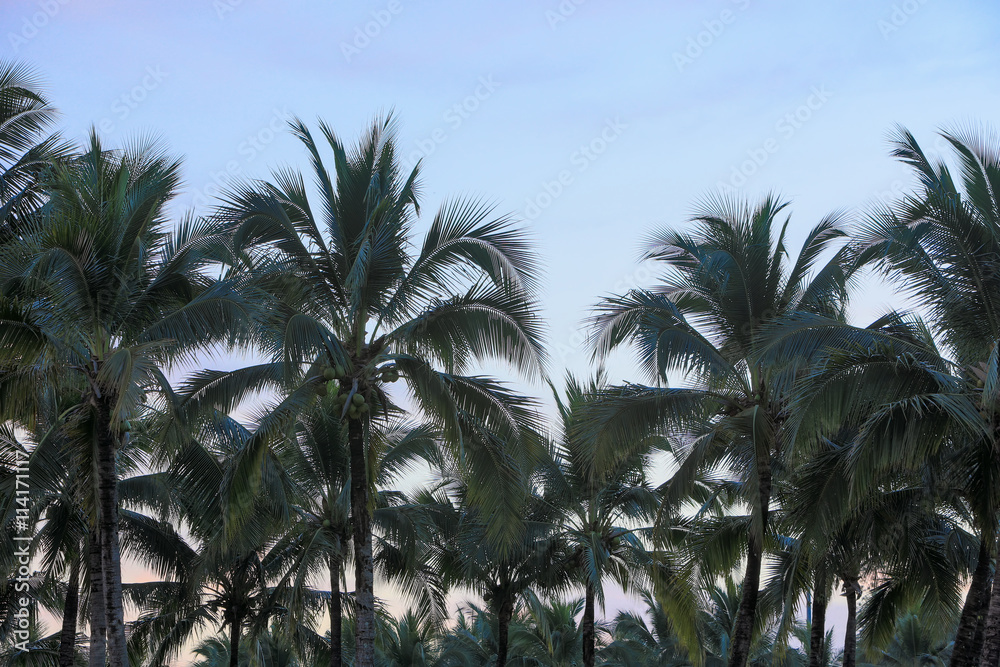 Group of decoration palm trees in silhouette Group of decoration palm trees in silhouette