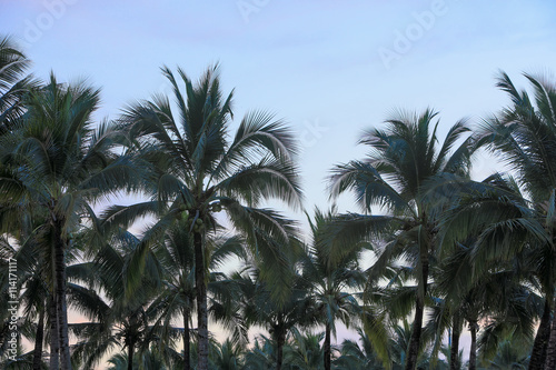 Group of decoration palm trees in silhouette