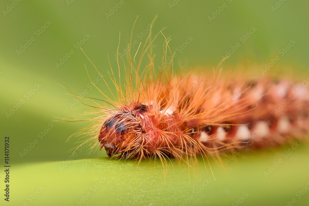 Extreme magnification - Red Caterpillar on a leaf