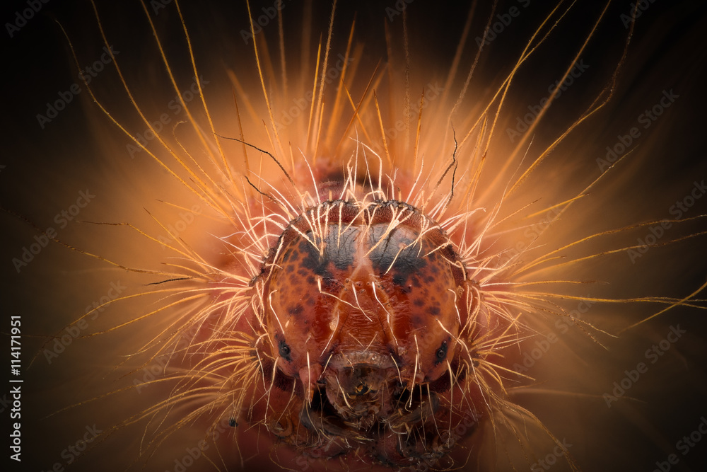 Extreme magnification - Red Caterpillar head