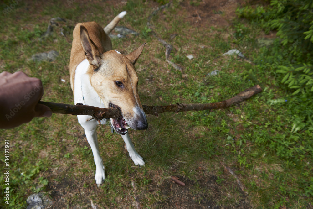 Man pulling stick from dog Smooth Collie