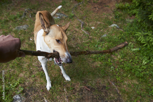 Man pulling stick from dog Smooth Collie