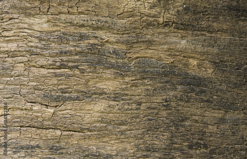 Obraz premium старая деревянная доска трещины. сухая деревянная доска. 