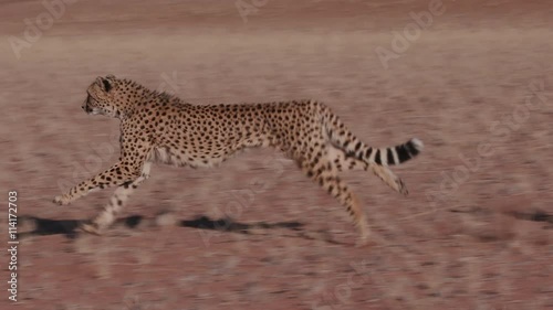 Cheetah running side on to camera in slow motion