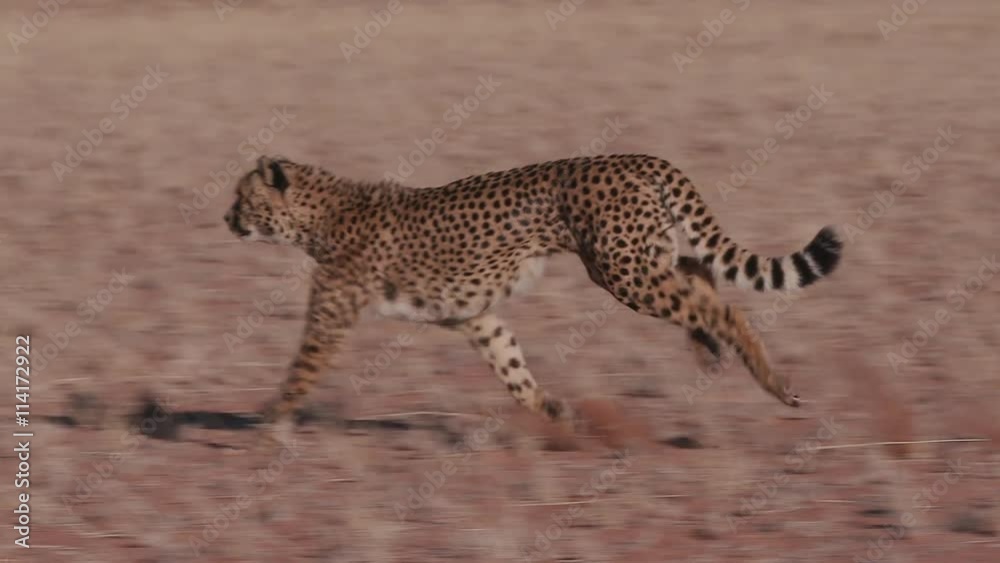Cheetah running side on to camera in slow motion