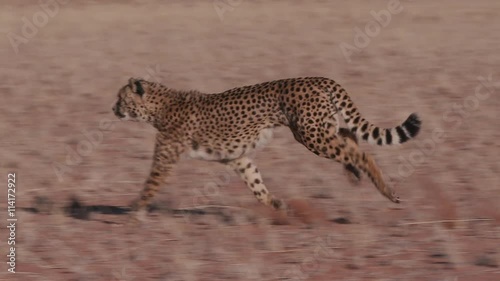 Cheetah running side on to camera in slow motion