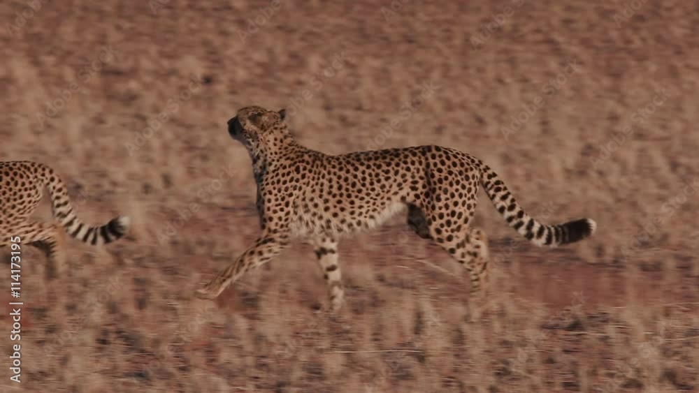Cheetah running side on to camera in slow motion Cheetah running side on to camera in slow motion