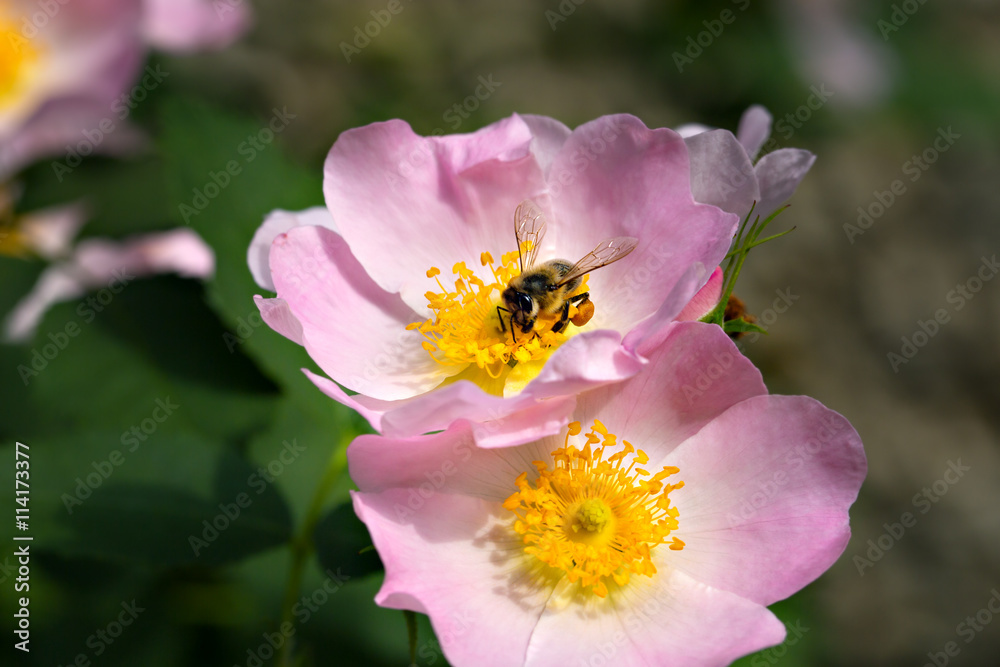 Bee in dog-rose flower collecting pollen . Macro Bee in dog-rose flower collecting pollen . Macro
