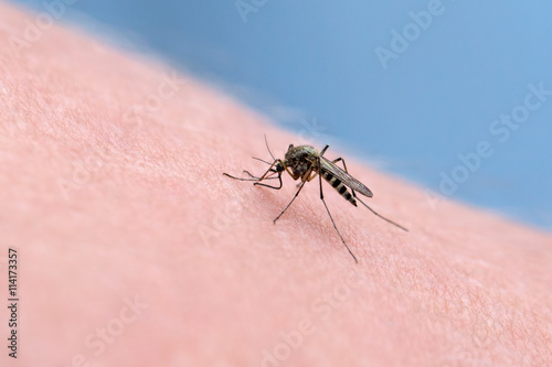 Macro of a mosquito on a human leather sucking blood. 