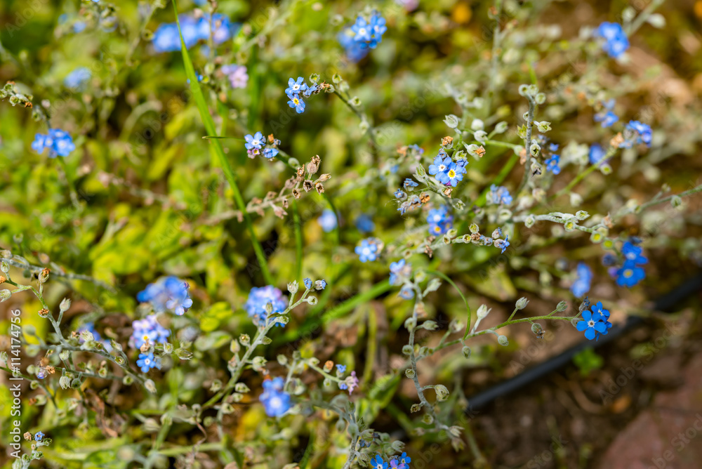 Blue flowers on a background of grass and other cornflowers Blue flowers on a background of grass and other cornflowers