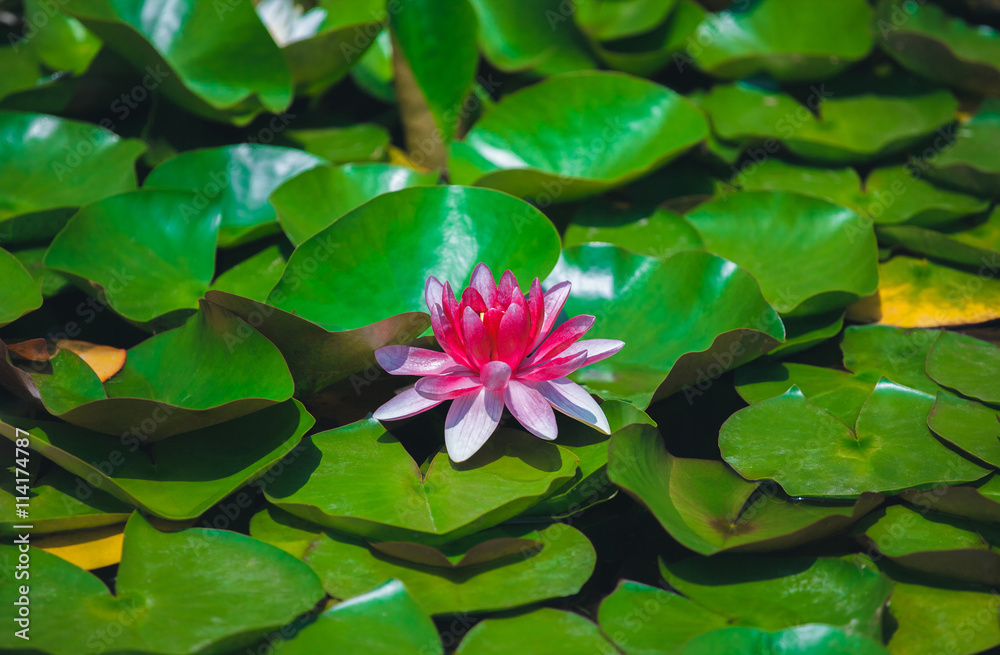 Pink water lily in a quiet pond. Single flower of a beautiful full-blown large pink lily close-up among the many green leaves on a pond lit by the sun's rays on a beautiful warm sunny summer day. Pink water lily in a quiet pond. Single flower of a beautiful full-blown large pink lily close-up among the many green leaves on a pond lit by the sun's rays on a beautiful warm sunny summer day.
