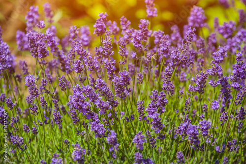 Bush blooming low lit by purple lavender sun hot summer day in the garden.