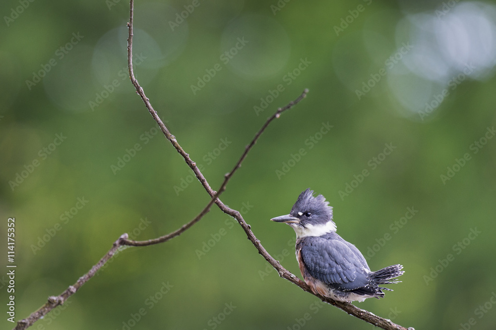 A Belted Kingfisher perches on a small branch in front of a solid green background with soft overcast lighting.