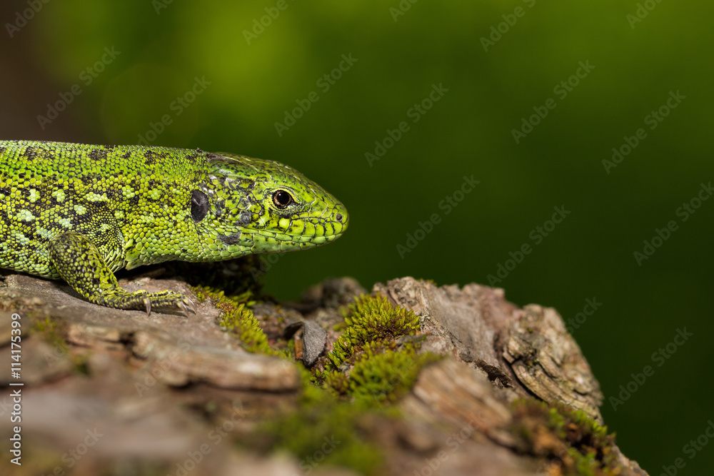 Green lizard(Lacerta viridis) is a species of lizard of the genus Green lizards Green lizard(Lacerta viridis) is a species of lizard of the genus Green lizards