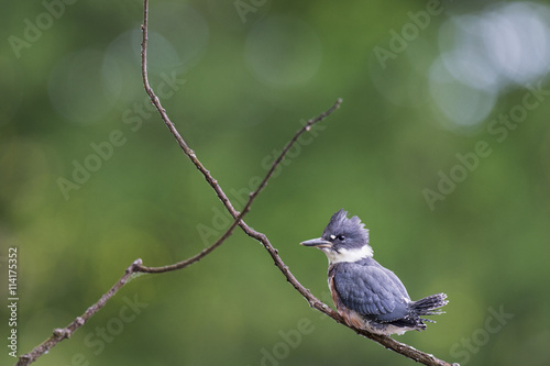 A Belted Kingfisher perches on a small branch in front of a solid green background with soft overcast lighting.