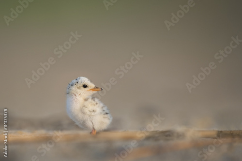 An incredibly cute and tiny Least Tern chick sits on the beach as the soft early morning sun shines on it.