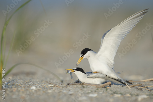 A pair of Least Terns are mating on a sandy beach as the male flaps his wings and the female holds a fish in her beak. © rayhennessy