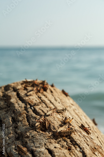 Plague of locusts on the black sea coast