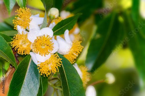 Beautiful nature group white flower with yellow carpel on the tree of Calophyllum inophyllum or Alexandrian Laurel photo