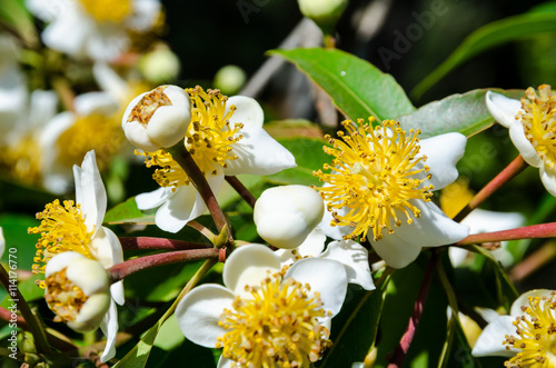Group beautiful white flowers with yellow carpel on the tree of Calophyllum inophyllum or Alexandrian Laurel photo