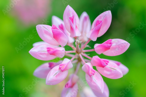 natural background pink lupine flowers