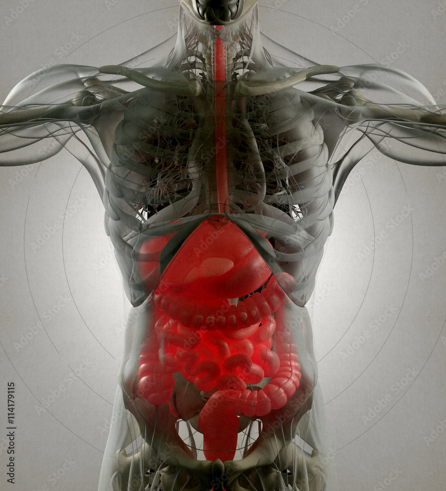 Digestive system, human anatomy, xray like futuristic scan. 3d ...