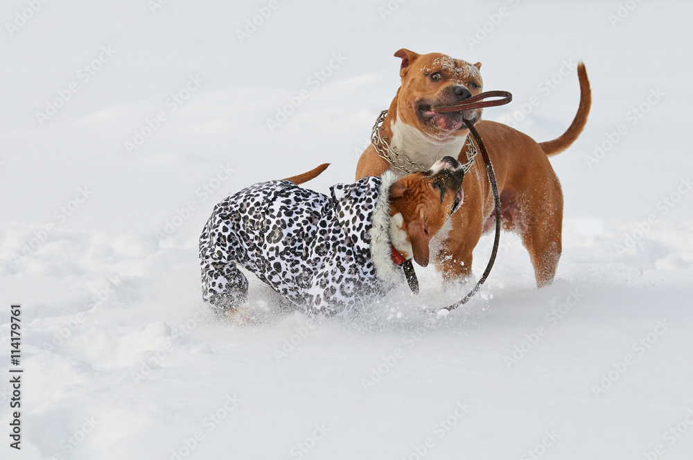 Two american staffordshire terrier dogs playing love game on a s