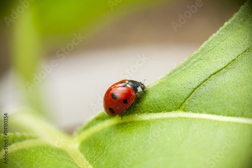 ladybug on a leaf © mironovm