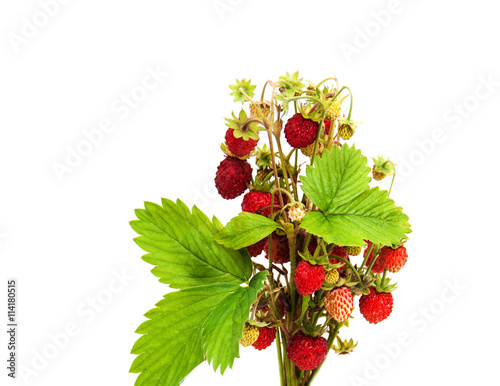 bunch of wild strawberry