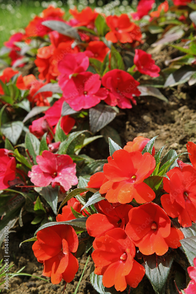 Massif d'impatiens