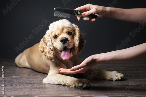 Woman groomer combs Young purebred Cocker Spaniel for a hairstyle in the room.