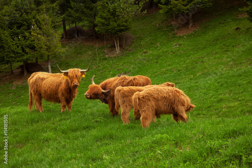 Highland cow in summer meadow photo