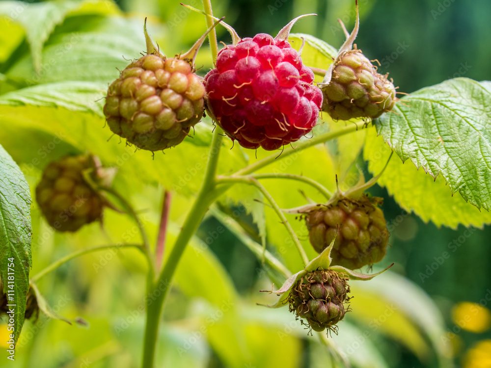 Reife und unreife Himbeeren am Strauch
