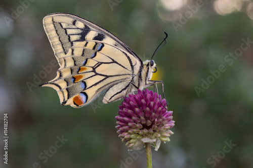 Farfalla Papilio machaon