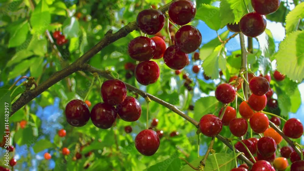 Circular motion around the chamber of ripe cherries on a tree. Branch of ripe cherries on a background of blue sky Circular motion around the chamber of ripe cherries on a tree. Branch of ripe cherries on a background of blue sky
