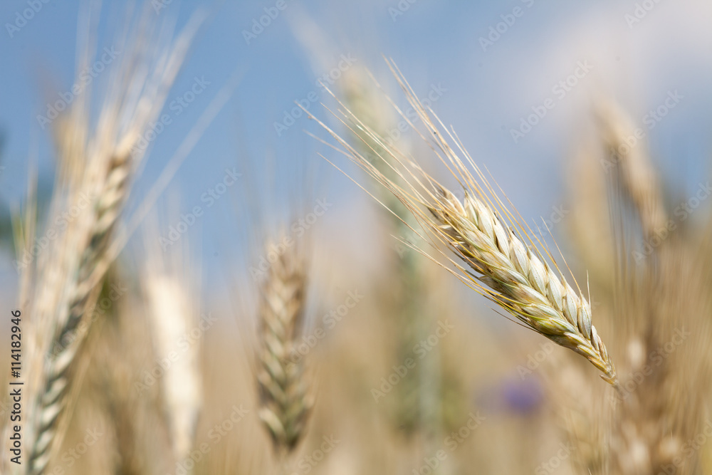 Macro, grain field in summer under blue sky Macro, grain field in summer under blue sky