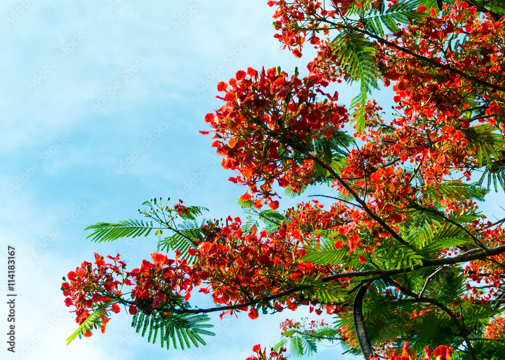 Royal Poinciana flower blooming Royal Poinciana flower blooming