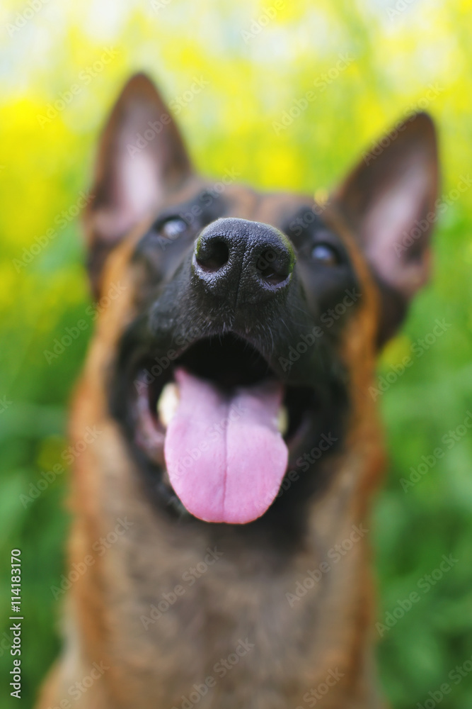 Fototapeta The portrait of a happy Belgian Shepherd dog Malinois at summer background with a focus on a nose