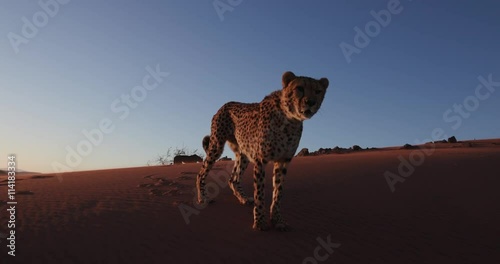 4K Cheetah in silhouette against setting sun of the Namib desert