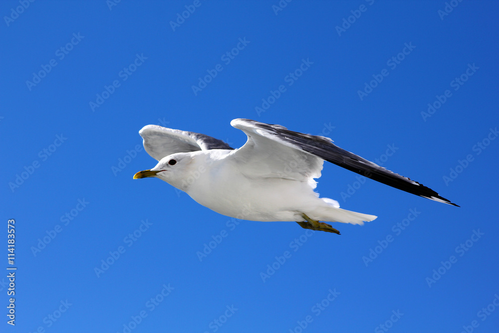 The gull in the sky