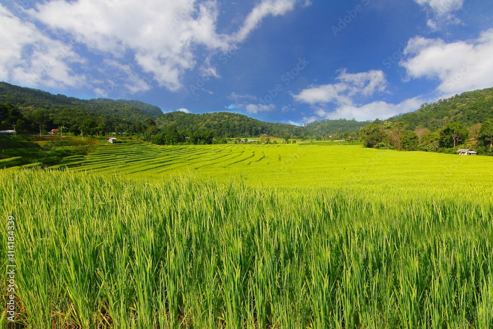 rice terrace at chiangmai , thailand rice terrace at chiangmai , thailand