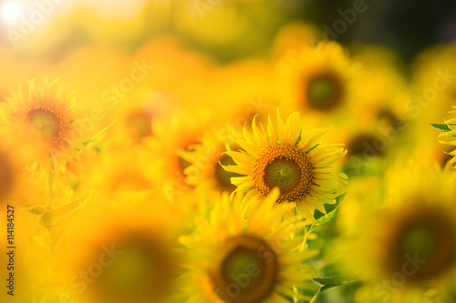 Beautiful Sunflower field. Vintage filter