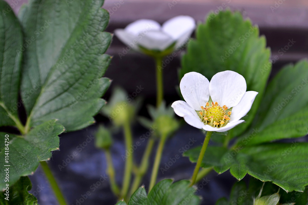 Strawberry flower. Flowering strawberry plant in the garden. Strawberry flower. Flowering strawberry plant in the garden.