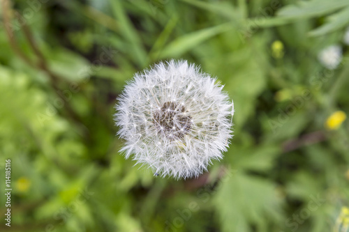 blowball flower grows at the meadow