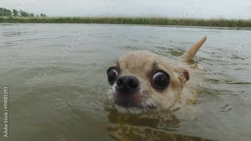 chihuahua with scared eyes swimming to shore
