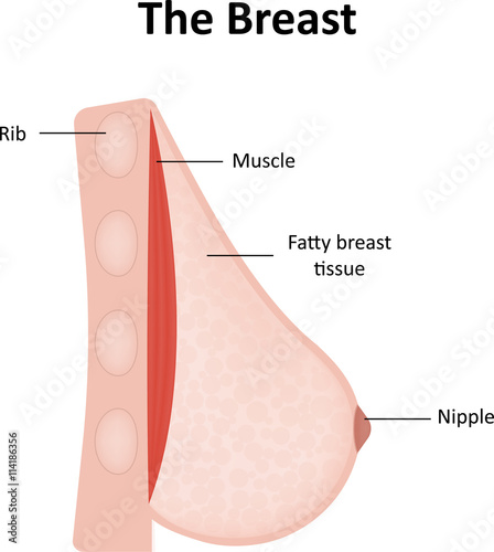 The Breast Labeled Diagram