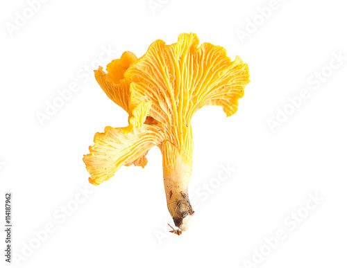 Chanterelle